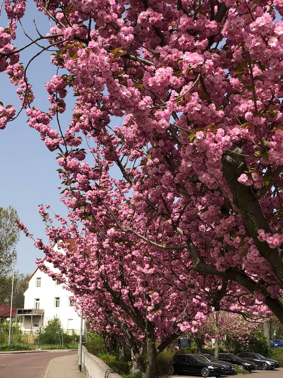 sakura